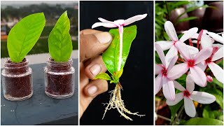 How to propagation kopsia flower tree from kopsia flower leaves  Easy gardening method [upl. by Atsuj546]