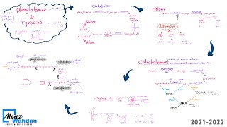 28 Phenylalanine amp Tyrosine metabolism part 03 Moaz Wahdan [upl. by Lezned]