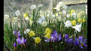 Bulb Log Video Diary Supplement Eranthis Galanthus and Narcissus are among the plants in flower [upl. by Enobe]