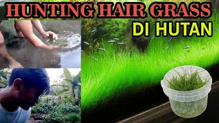 Habitat asli Hair Grass Chupacabra MAHAL Tanaman Aquascape [upl. by Chap601]