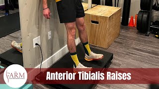 Anterior Tibialis Raises [upl. by Suivatram]