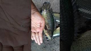 Catching and cooking big Anabas fish traditionalfishing villagefishing [upl. by Troth]