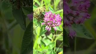 Plant Walk  Red Clover [upl. by Gabrielle]