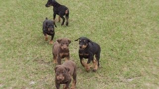 Doberman Pinscher Puppies Dogs For Sale In Jacksonville Florida FL 19Breeders Orlando [upl. by Lilly770]