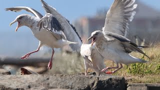 Here comes the seagull boss [upl. by Rusty]