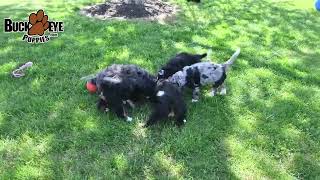 Cheerful Bernedoodle Puppies [upl. by Nnylsaj]