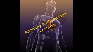 AampP Lecture 7  Axial Skeleton Part 2 of 4 Orbit Sphenoid Ethmoid and Hyoid Bones [upl. by Yeta]