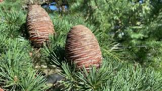 Cedrus deodara deodar cedar [upl. by Rae]