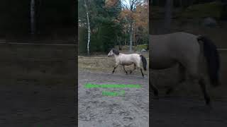 Fortfarande gasig i magen 🦄 motioneramera zayatsthebasjkir sweden horseshorts horse hästar 🫶 [upl. by Anoel]