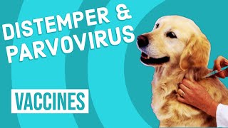 Canine Distemper amp Parvovirus Vaccine [upl. by Danaher]