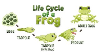 Frogtastic Adventures From Egg to Frogquot LIFECYCLE OF A FROG [upl. by Gnoud782]