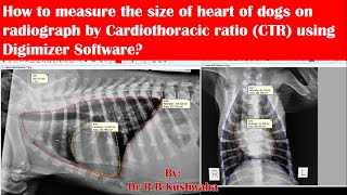 Cardiacheart measurement by Cardiothoracic ratio CTR on thoracic radiograph in dogscardiomegaly [upl. by Hough]