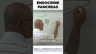 Endocrine pancreas drnajeeb drnajeeblectures shortvideo [upl. by Ahsinot821]