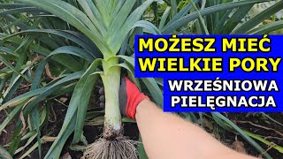 Możesz mieć DUŻE PORY  Wrześniowa Pielęgnacja Pora Popraw Korzeń Zimowanie Nawożenie Podlewanie [upl. by Thoma]