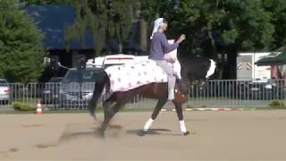 MUSCATEALS SAPHIR European Championships for Arabian Sport Horses 2014 [upl. by Sorac]