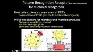 Immunology the Innate immunity phagocytic receptors [upl. by Aneladdam]