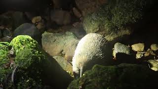 Wild Western Longbeaked Echidna Zaglossus bruijni [upl. by Airpac]