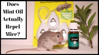 Does Mint Oil Actually Repel Mice Lets Test It Out With Real Mice [upl. by Ynohtnael]