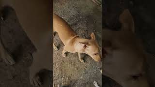 Adavanku kuda evlavu parapatcham doglover pets goodvibes Needs more life spanadopt feed [upl. by Dorian]