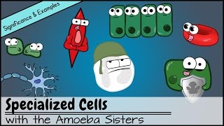 Specialized Cells Significance and Examples [upl. by Temhem]