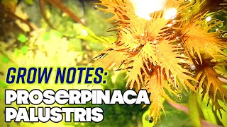 Proserpinaca Palustris  Grow Notes  Mermaids Weed  High Tech Planted Tank [upl. by Festus]