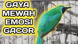 Cucak Ijo Gaya Mewah Memancing Cucak Ijo Bahan Supaya Ikut Emosi dan Gacor [upl. by Herta]