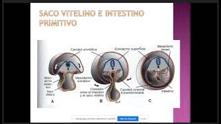 Embriología II C8 Cavidades Corporales Membranas serosas del Organismo Mesenterio y Diafragma [upl. by Lippold]