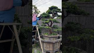 超大型盆栽整理maintenancepruning for podocarpus Podocarpus 晶鑽羅漢松 [upl. by Arodoet115]