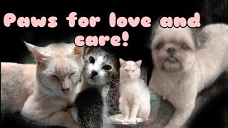 🇵🇭UNDERSTANDING PET BEHAVIOR What Your DOGCAT is really Telling you🐶🐱🦮🐕‍🦺 [upl. by Auqinet98]