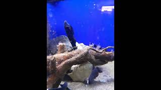 Black Ghost Knifefish at Dobbies Garden centre Aquarium [upl. by Kolnick]