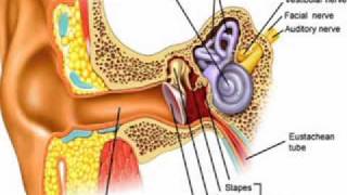 Ear Anatomy [upl. by Grissom]