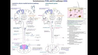 Exemplar Neuroscience L050 PCML o ALS [upl. by Lura204]