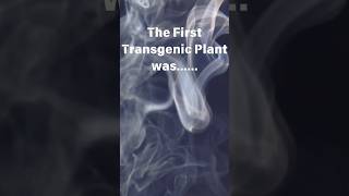 The First Transgenic Plant was👀shorts tobacco shortsfeed 🔥🚬🚭 [upl. by Brannon940]