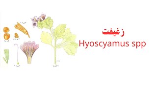 زغيفت Hyoscyamus spp [upl. by Meehaf]