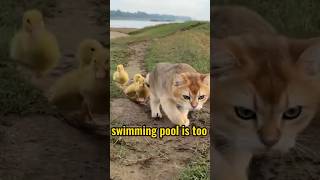 The kitten takes the duckling to swimClick to watch the full versioncute funny kitten [upl. by Ennairej85]