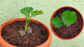 💯Ultimate 🔥🤯Guide 😲to Growing Bottle Gourd at Home 🌱  BottleGourd GardeningTipsorganicgardening [upl. by Hsemin]