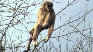 Lar Gibbon Singing at Paignton Zoo Devon UK [upl. by Ennad953]