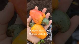 Growing Cashews From Seed [upl. by Adile893]