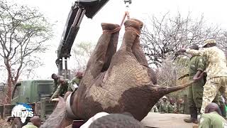 KWS Commences Translocation Of Elephants From Embu To Aberdares [upl. by Odom]