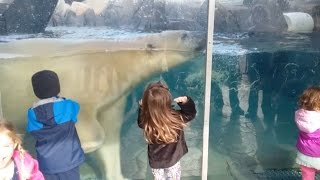 Terrifying Moment Polar Bear Headbutts Glass At Zoo [upl. by Alius]