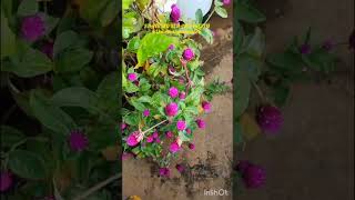 poovasamviralgarden vieworganic music feel gardenersgardening super trending hobyamazing [upl. by Acker108]