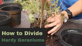 EP176  How to divide hardy geranium plants [upl. by Meehsar]