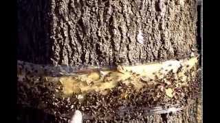 Canker Worm Tree Banding [upl. by Ayoj]