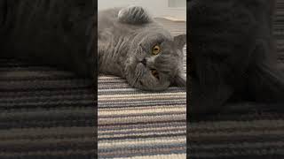 When your cat wants treats cat cats catlover catvideos [upl. by Huntley]