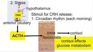 Cortisol Regulation of Secretion and Effects [upl. by Tati393]