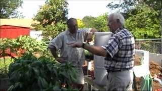 Check out these mutant tomatoes my dads growing An update at Reaganite Srs garden [upl. by Bordiuk]