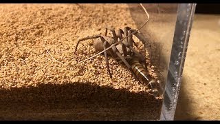 Feeding my six eyed sand spider Sicarius terrosus [upl. by Skip730]