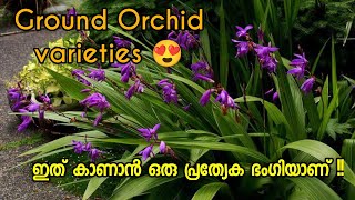 Ground Orchid varieties and care ❤️  Orchid plant Malayalam [upl. by Ehcrop]