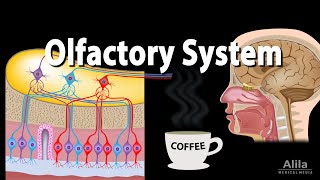 Olfactory System Anatomy and Physiology Pathways Animation [upl. by Pohsib]