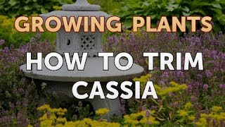 How to Trim Cassia [upl. by Fredette]